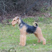 SHER OLBINET - SHER OLBINET  Champion of Russia, Lithuania, National Airedale Terrier Club, RKF, 2*CACIB, BIG, BIS-3, HD-A. Рожд. 21.01.2017 (о. Int. Ch. Flaire Matterhorn for Sher &amp;amp; м. Int. Ch. Sher Scherbetka Jukki) Владелец: Щербакова Ирина(г. Москва)